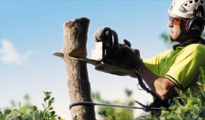 tree pruning Melbourne